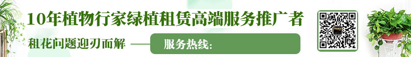 企业方案办公室绿植租赁解决方案