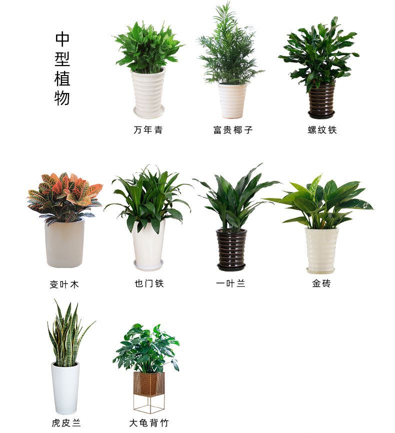 绿植品种 (1).jpg