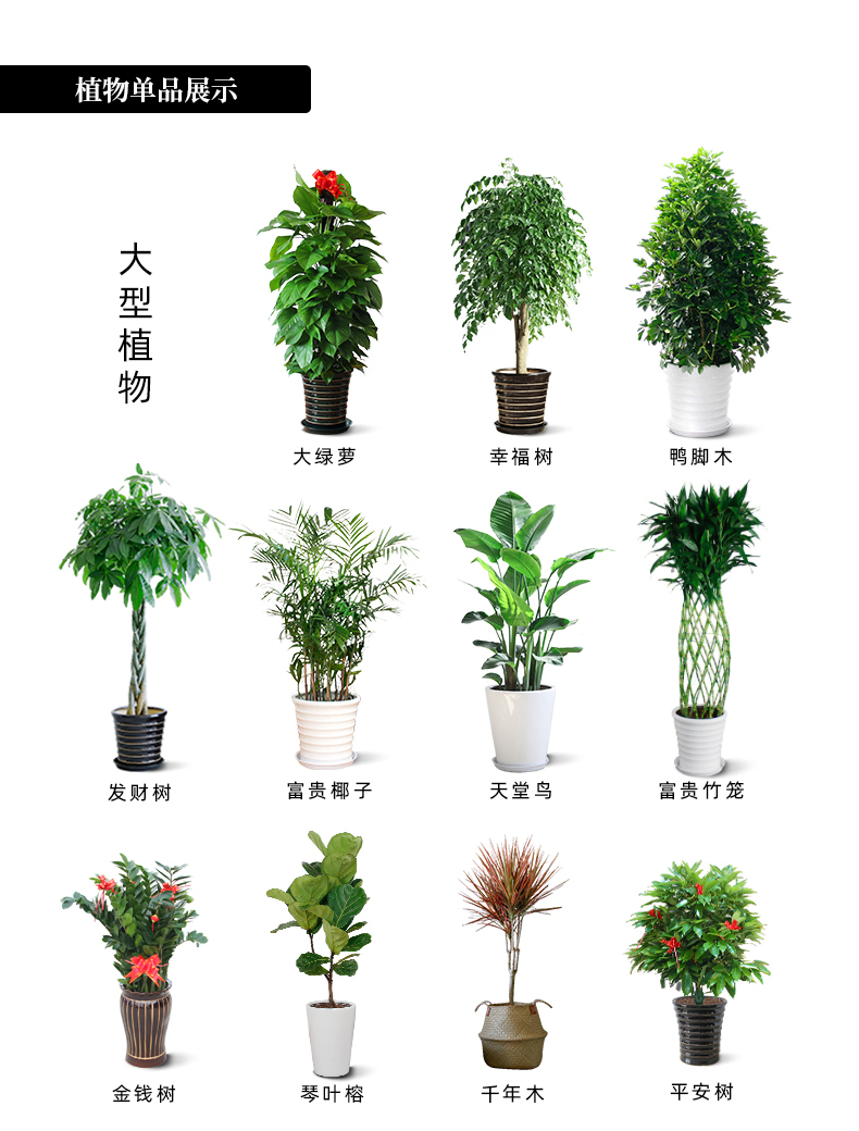 绿植品种 (3).jpg