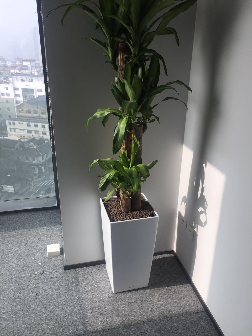 巴西木
