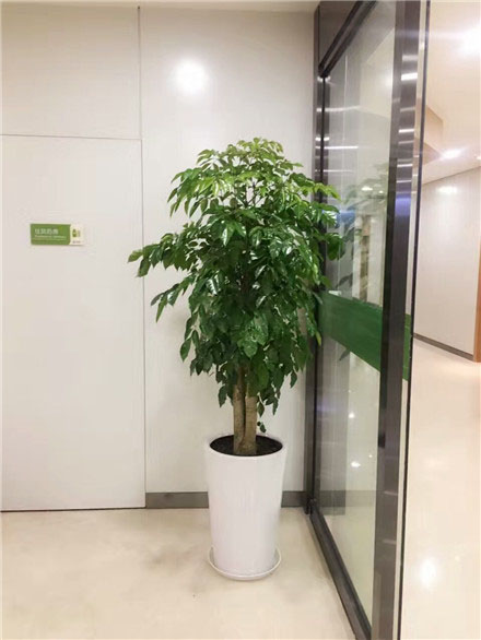 XX租花每周植物课堂-滴水观音