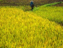 兰州到芽庄旅游景点（探寻越南芽庄的美景）