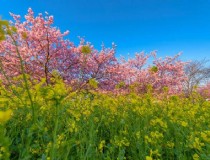 北海道七月自驾游旅游景点 北海道七月自驾游旅游景点推荐