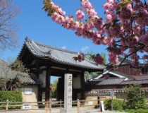 洛阳到北海道旅游，北海道黄杨跟什么品种可以家接？