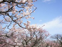 京都退款旅游景点？京都 旅游景点