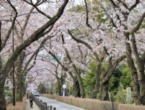 12月最佳季节，来一场名古屋之旅