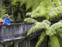 新西兰旅游 青口清洗 什么是青口胶？