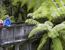 新西兰徒步火山旅游，世界上最新的火山是哪一座？